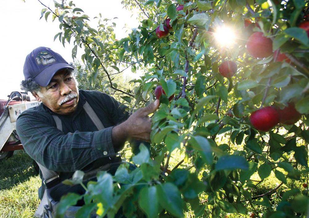 With the morning sun as a guide, migrant worker Manuel R. Lopez harvests the annual apple crop at Tuttle Orchards in Greenfield. Manuel is one of five Hispanic migrant workers who make a living at the orchard during Hancock Countys harvest season.