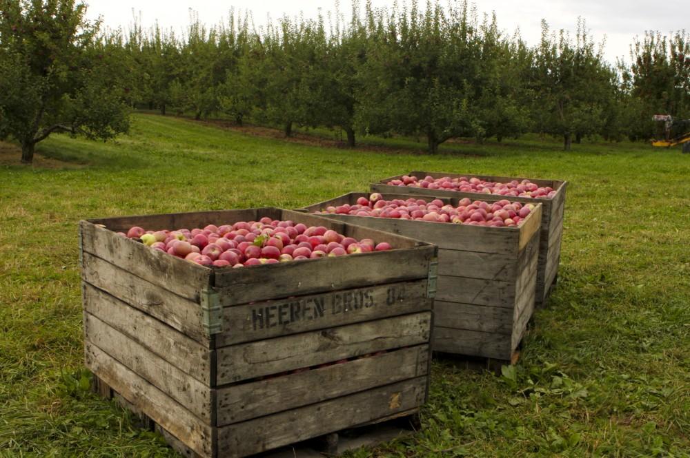 GVL / Matt Raupp
Fall weather means apple picking at orchards around Grand Valley
