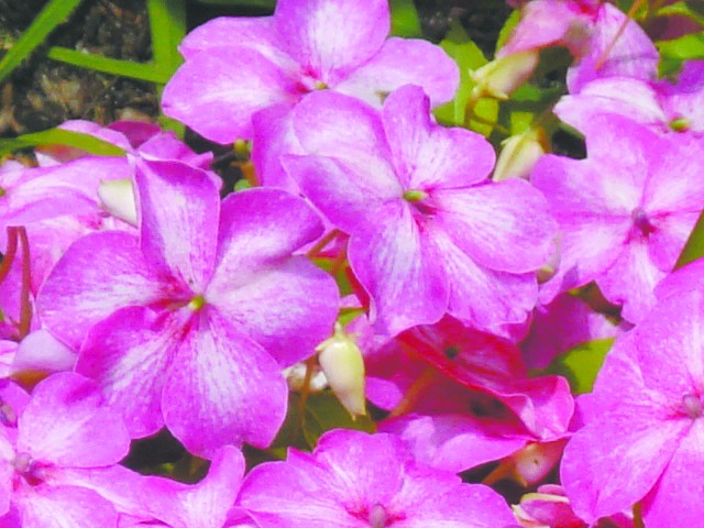 Courtesy Photo / Linsey Ross
"Pink Flowers" 
Taken outside the Padnos Building