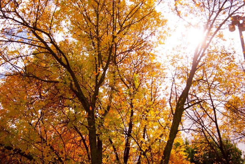 GVL/ Rane Martin
Trees by the Zumberge Pond.