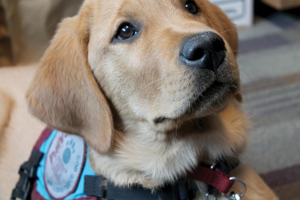GVL / Gabriella PattiTucker, a 12 week old golden lab, is a Paws with a Cause puppy. He is being raised by Professor Bruce Ostrow and his wife.