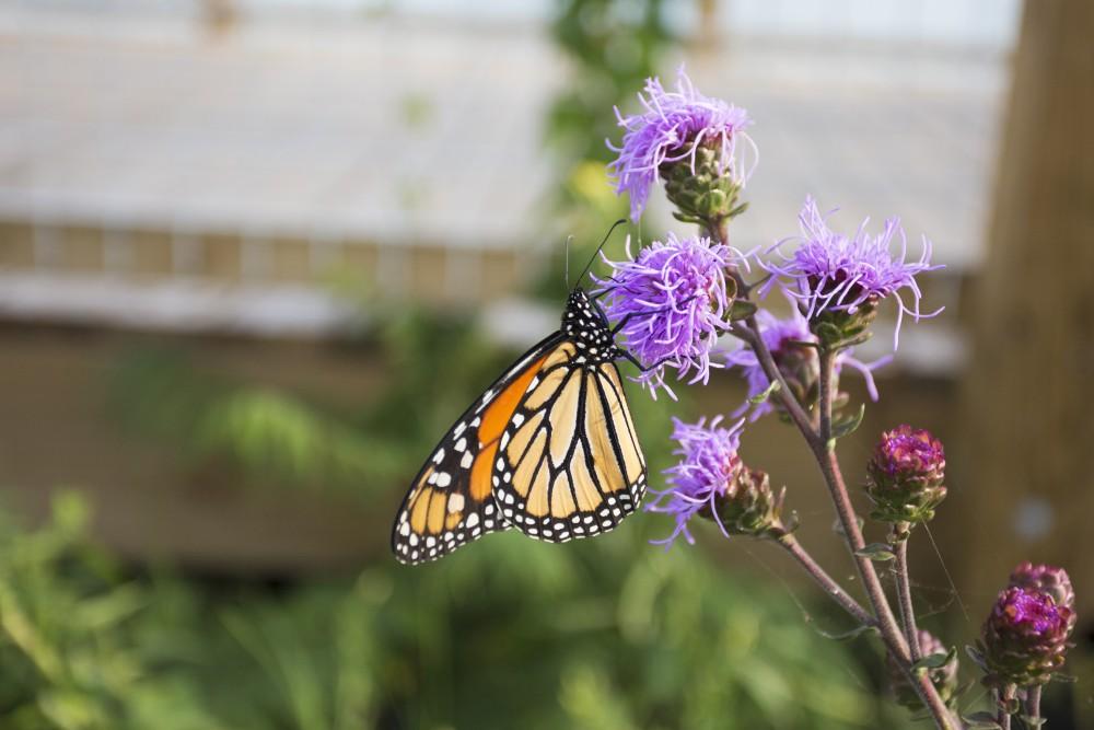 GVL / Kevin Sielaff  
A Monarch butterfly perches on a flower inside Holland State Park on Saturday, August 22nd, 2015. Holland State Park drives hundreds of visitors to their beach and hiking trails each day throughout the summer months. 