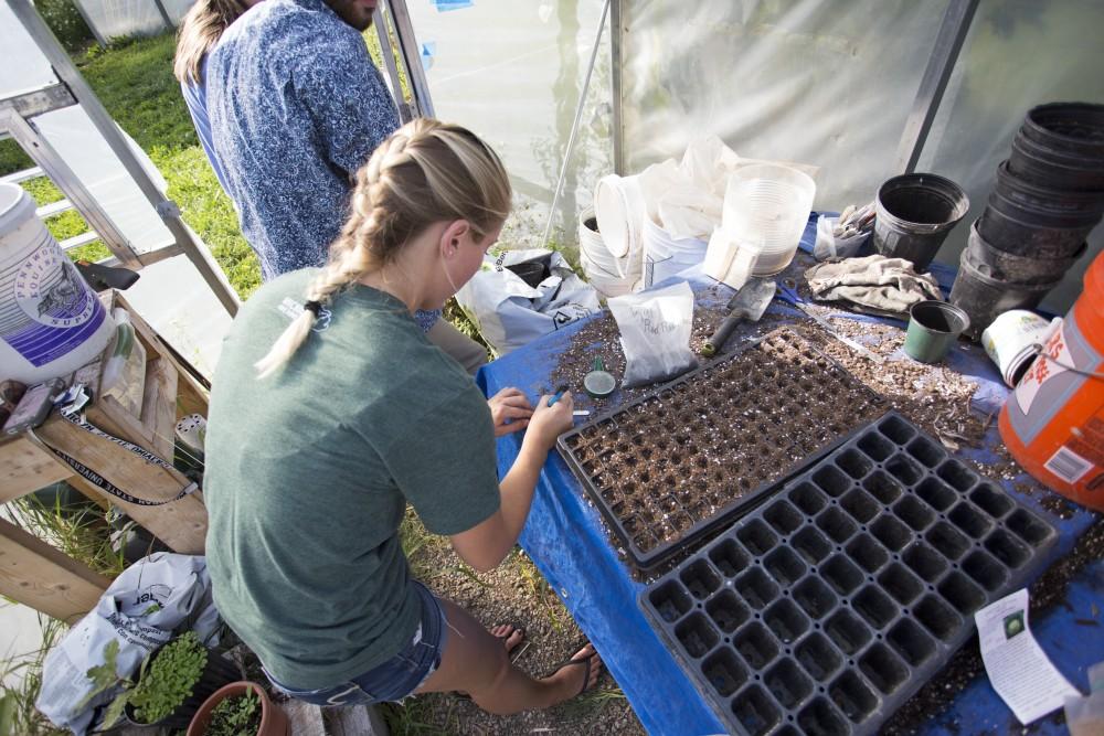 GVL / Kevin Sielaff
Allyse Bechelder works in a greenhouse planting seeds on Sept. 15. Grand Valley's Sustainable Agriculture Project aims to promote local awareness concerning the environment and sustainability efforts. 