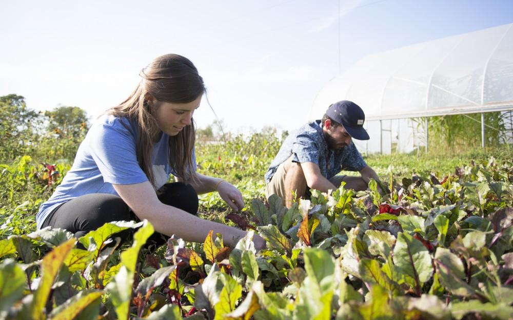 GVL / Kevin Sielaff
Austin VanDyke and Skyla Snarski work the fields on Sept. 15. Grand Valley's Sustainable Agriculture Project aims to promote local awareness concerning the environment and sustainability efforts. 