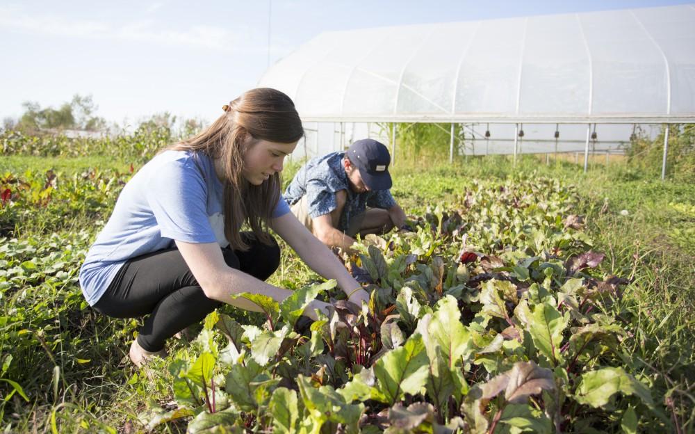 GVL / Kevin Sielaff
Austin VanDyke and Skyla Snarski work the fields on Sept. 15. Grand Valley's Sustainable Agriculture Project aims to promote local awareness concerning the environment and sustainability efforts. 