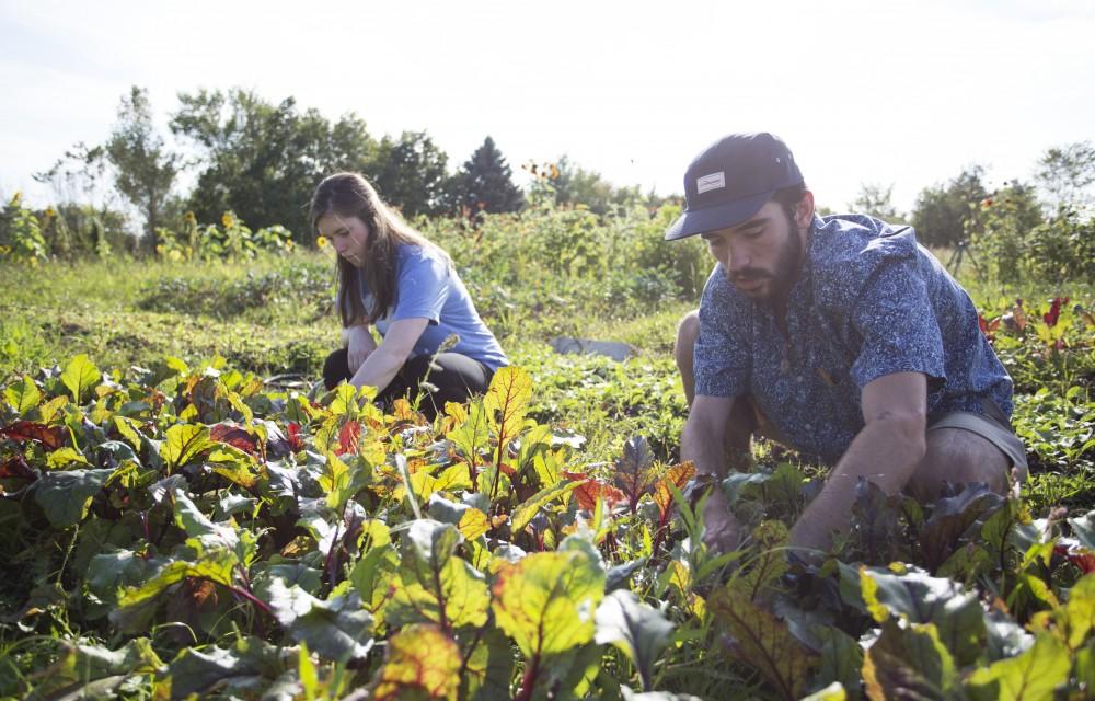 GVL / Kevin Sielaff
Austin VanDyke and Skyla Snarski work the fields on Sept. 15. Grand Valley's Sustainable Agriculture Project aims to promote local awareness concerning the environment and sustainability efforts. 