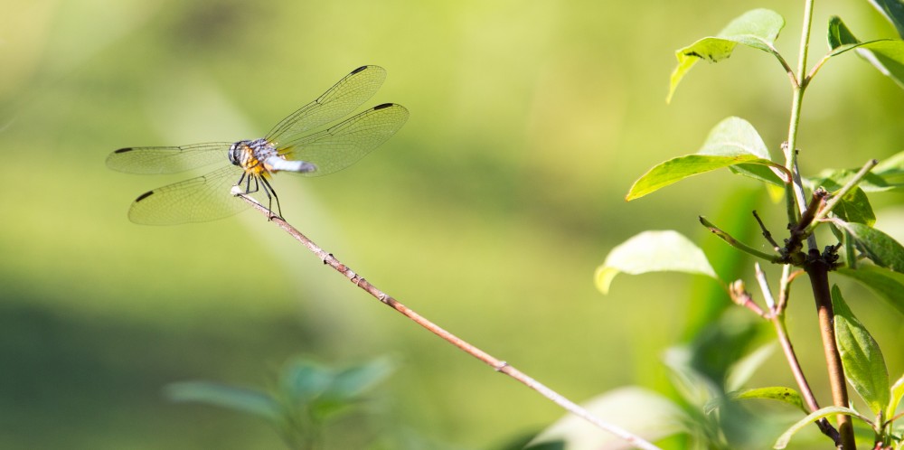 GVL / Kevin Sielaff - Wildlife scenes within Kensington Metropark located in Milford, MI on Friday, June 17, 2016.  