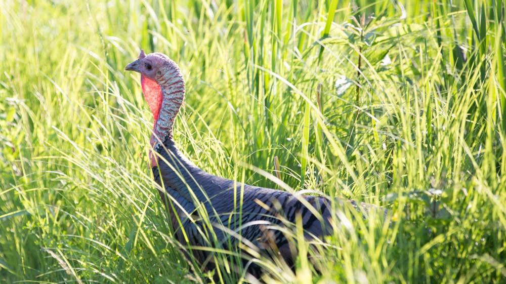 GVL / Kevin Sielaff - Wildlife scenes within Kensington Metropark located in Milford, MI on Friday, June 17, 2016.  