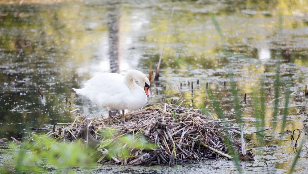 GVL / Kevin Sielaff - Wildlife scenes within Kensington Metropark located in Milford, MI on Friday, June 17, 2016.  