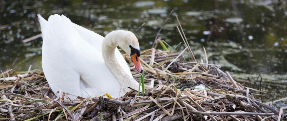 GVL / Kevin Sielaff - Wildlife scenes within Kensington Metropark located in Milford, MI on Friday, June 17, 2016.  