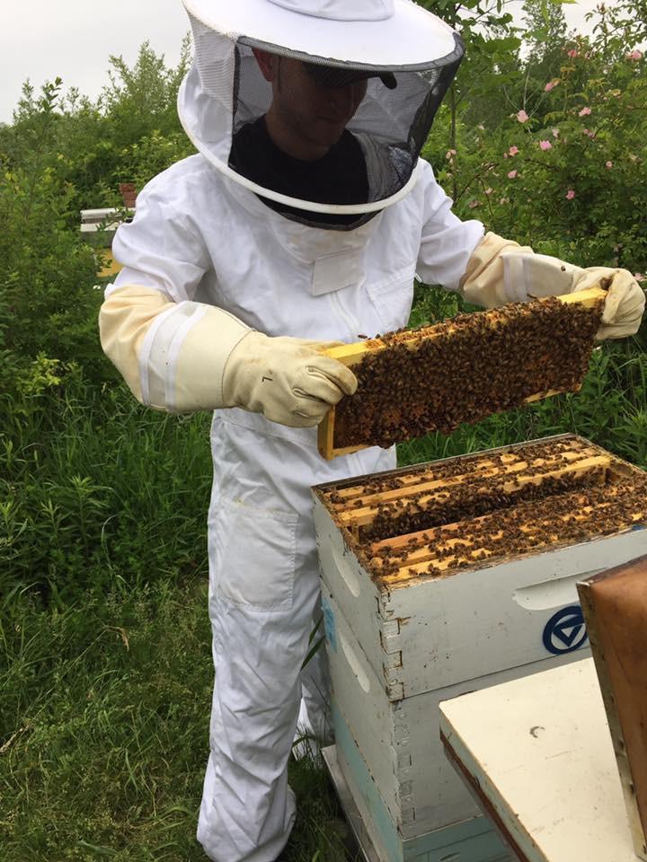 GVL / Courtesy - GVSU Beekeepers 