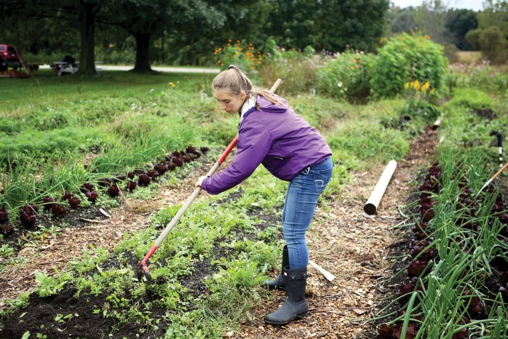 GVL / Emily Frye    
Julia Henderson gets to work at the GVSU Sustainability Farm on Friday Sept. 30, 2016.