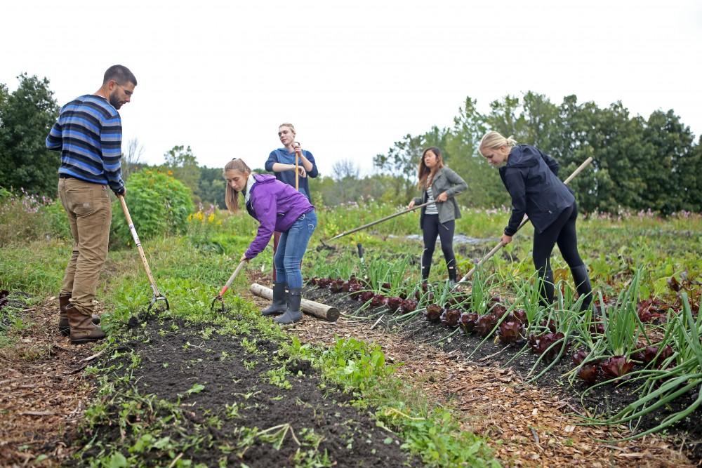 GVL / Emily Frye    
Youssef Darwich (far left) assists some Grand Valley student volunteers at the GVSU Sustainability Farm on Friday Sept. 30, 2016.