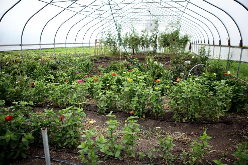 GVL / Emily Frye    
The GVSU Sustainability Farm on Friday Sept. 30, 2016. 