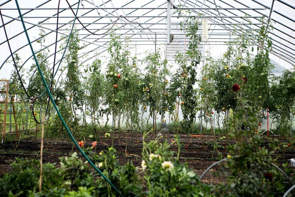 GVL / Emily Frye    
The GVSU Sustainability Farm on Friday Sept. 30, 2016.