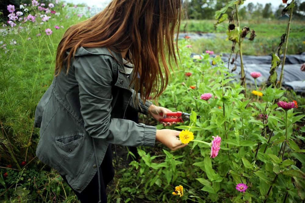 GVL / Emily Frye    
Jinah Bak plucks flowers at the GVSU Sustainability Farm on Friday Sept. 30, 2016.