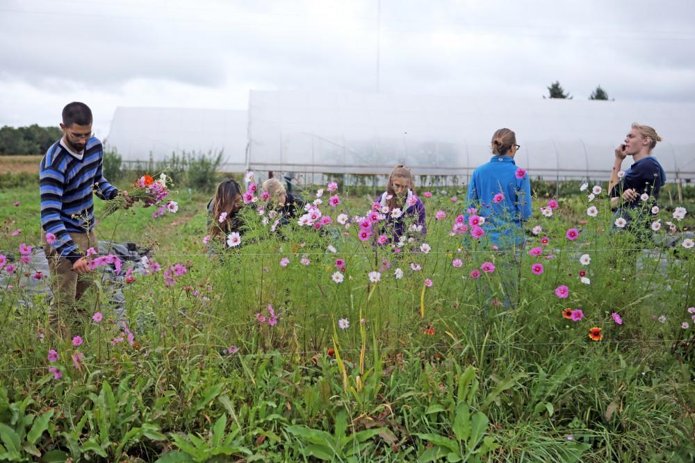 GVL / Emily Frye    
Youssef Darwich (far left) assists some Grand Valley student volunteers at the GVSU Sustainability Farm on Friday Sept. 30, 2016.