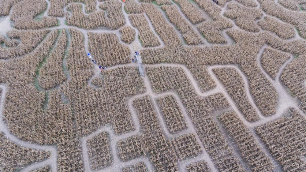 GVL/Kevin Sielaff - An aerial view of the Halloween themed corn maze at Robinette's Apple Haus & Winery on Sunday, Oct. 30, 2016.  