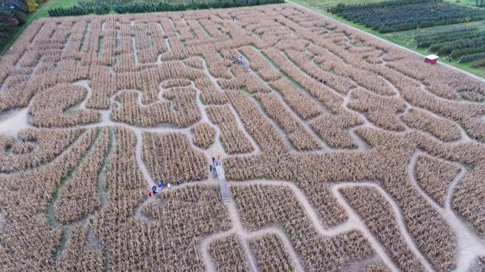 GVL/Kevin Sielaff - An aerial view of the Halloween themed corn maze at Robinette's Apple Haus & Winery on Sunday, Oct. 30, 2016.  