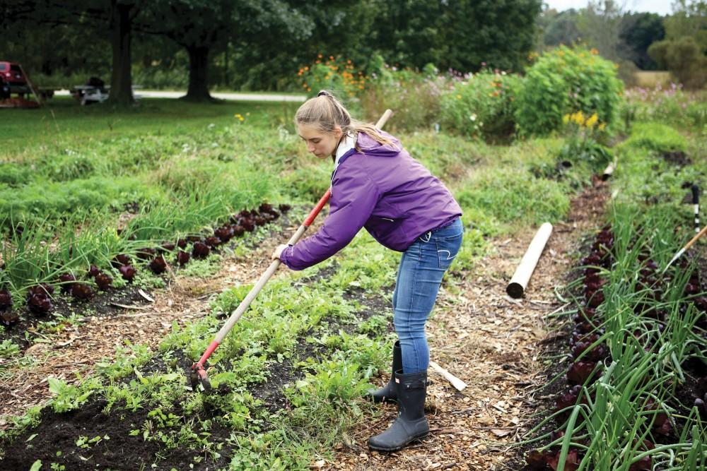 GVL / Emily Frye    
Julia Henderson gets to work at the GVSU Sustainability Farm on Friday Sept. 30, 2016.