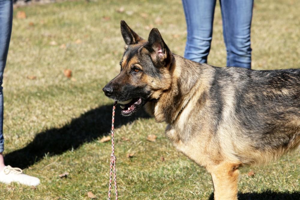 GVL / Emily Frye      
Local kids get the chance to hang out with Officer Karcher's K-9 on Saturday Feb. 18, 2017.