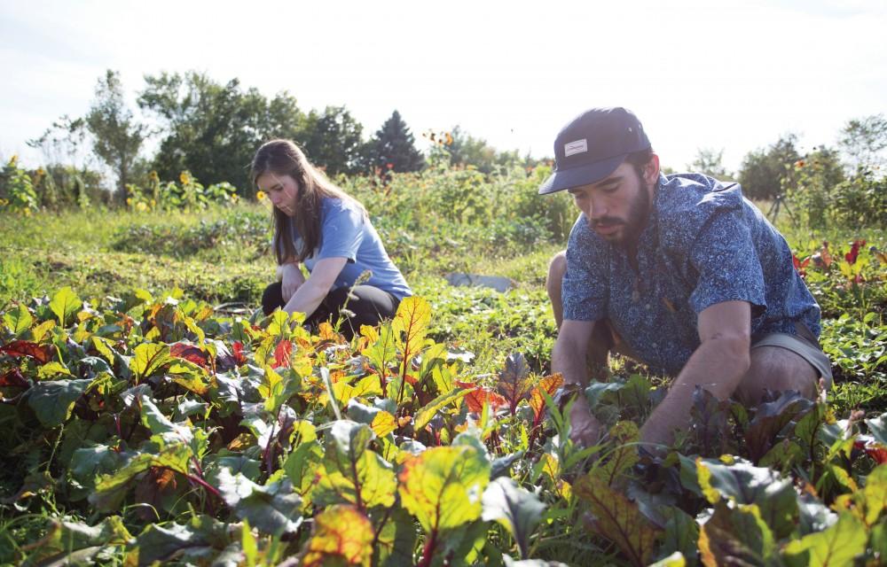 GVL/Kevin Sielaff - Austin VanDyke (right) and Skyla Snarski (left) work the fields on Tuesday, Sept. 15, 2015 at the Sustainable Agriculture Project.