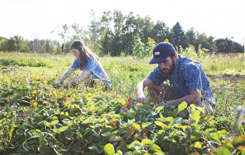 GVL/Kevin Sielaff - Austin VanDyke (right) and Skyla Snarski (left) work the fields on Tuesday, Sept. 15, 2015 at the Sustainable Agriculture Project.