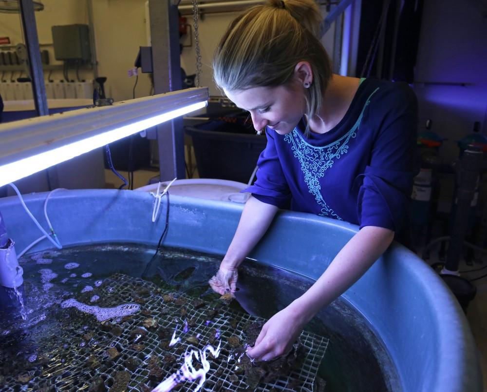 <p>Emily Luke inspects coral specimens that have been growing in the lab within the Robert B. Annis Water Resource Institute (AWRI) in Muskegon on Wednesday, July 8, 2015. GVL / Archive</p>