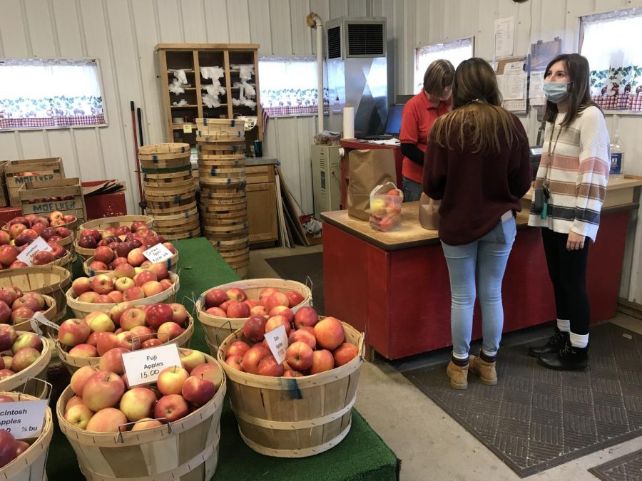 Apple picking is more popular than ever during the fall of 2020. (GVL / Autumn Pitchure)