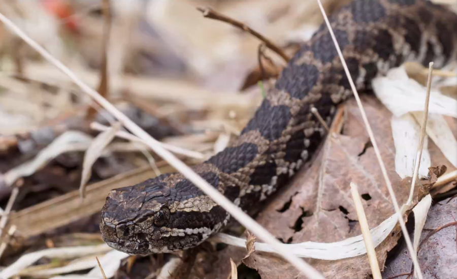 The Eastern Massasauga Rattlesnake was the main feature of the seminar Reptile conservation in the Midwest using landscape ecology and genetics. (Courtesy/Eric McCluskey)